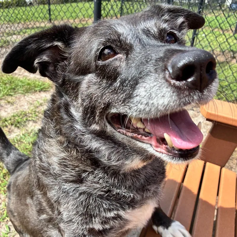 A senior large-sized female Black Mixed Breed dog named Allie for adoption in Jacksonville, FL