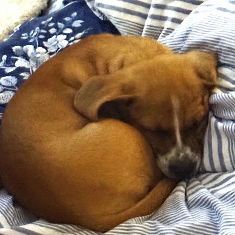 A baby small-sized female Yellow / Tan / Blond / Fawn Basset Hound dog named Nilla for adoption in Travelers Rest, SC