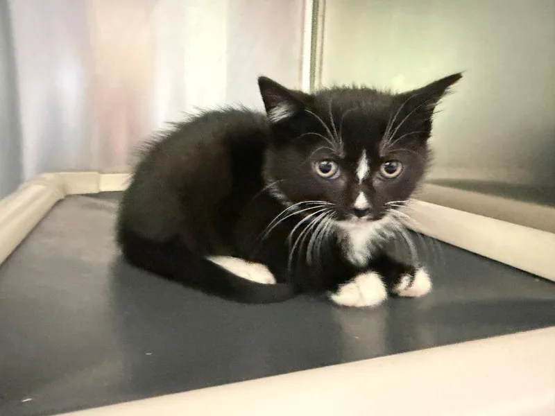 A baby medium-sized male Domestic Short Hair cat named Romeo for adoption in Pomona, NY