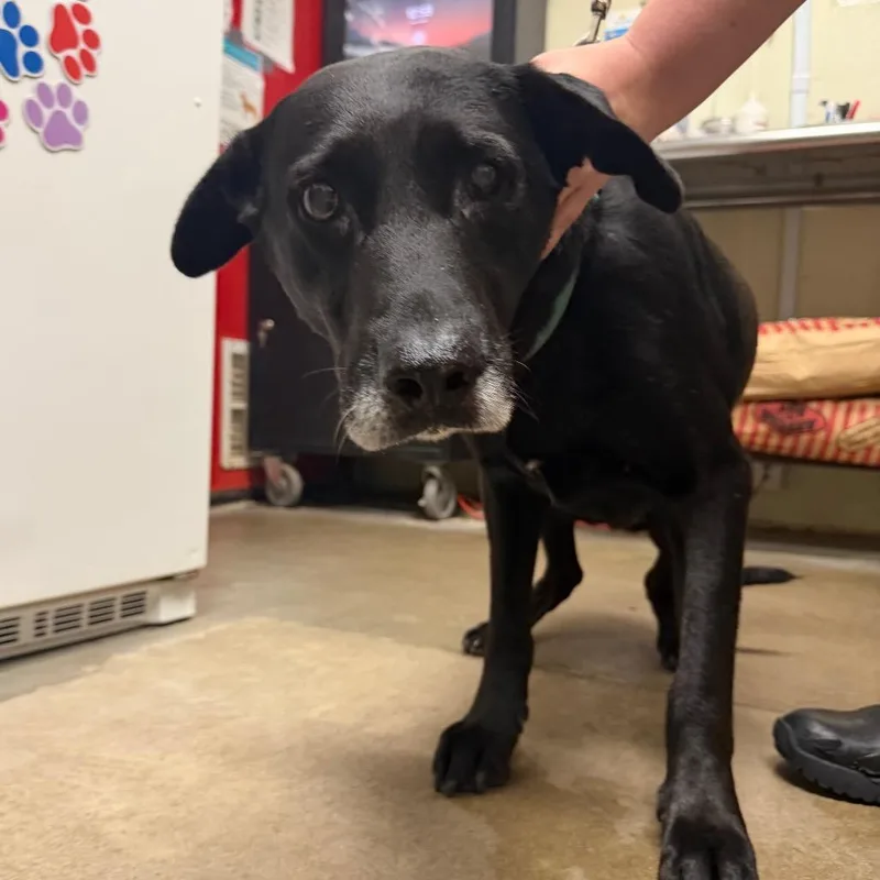 A senior medium-sized male Labrador Retriever dog named Larry for adoption in Bryan, TX