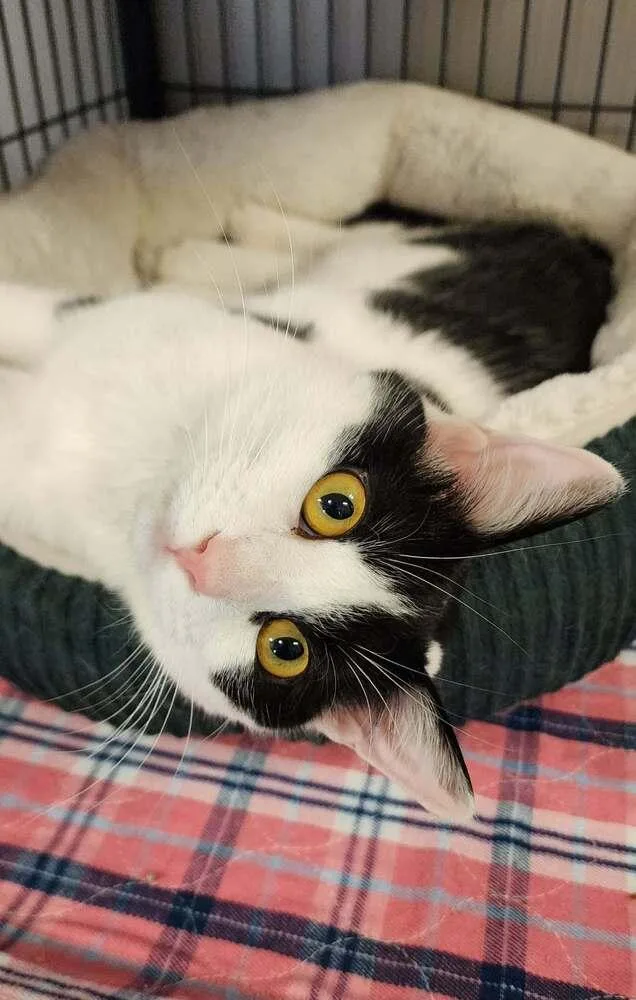 A baby medium-sized female Black & White / Tuxedo Domestic Short Hair cat named Meerkat for adoption in Clinton Township, MI