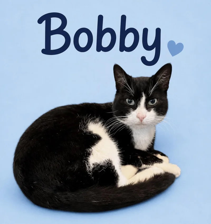 An adult medium-sized male Domestic Short Hair cat named Bobby for adoption in Gainesville, GA