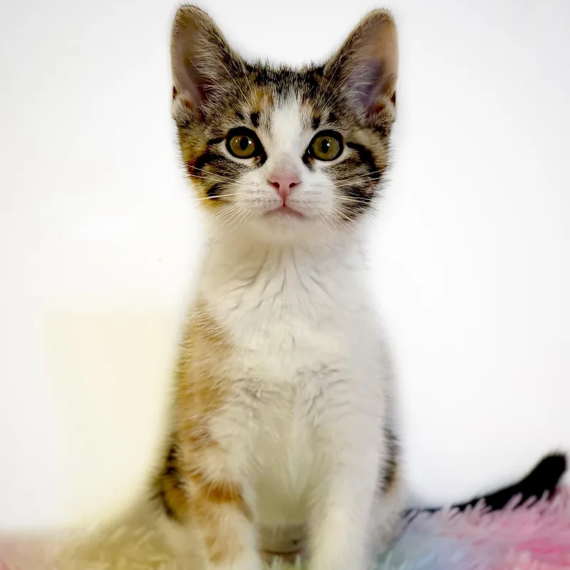 A baby medium-sized female Calico Domestic Short Hair cat named Serrano for adoption in Watertown, WI