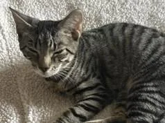 A young medium-sized male Tabby (Brown / Chocolate) Domestic Short Hair cat named Percy and Parker for adoption in Hawthorne, NJ