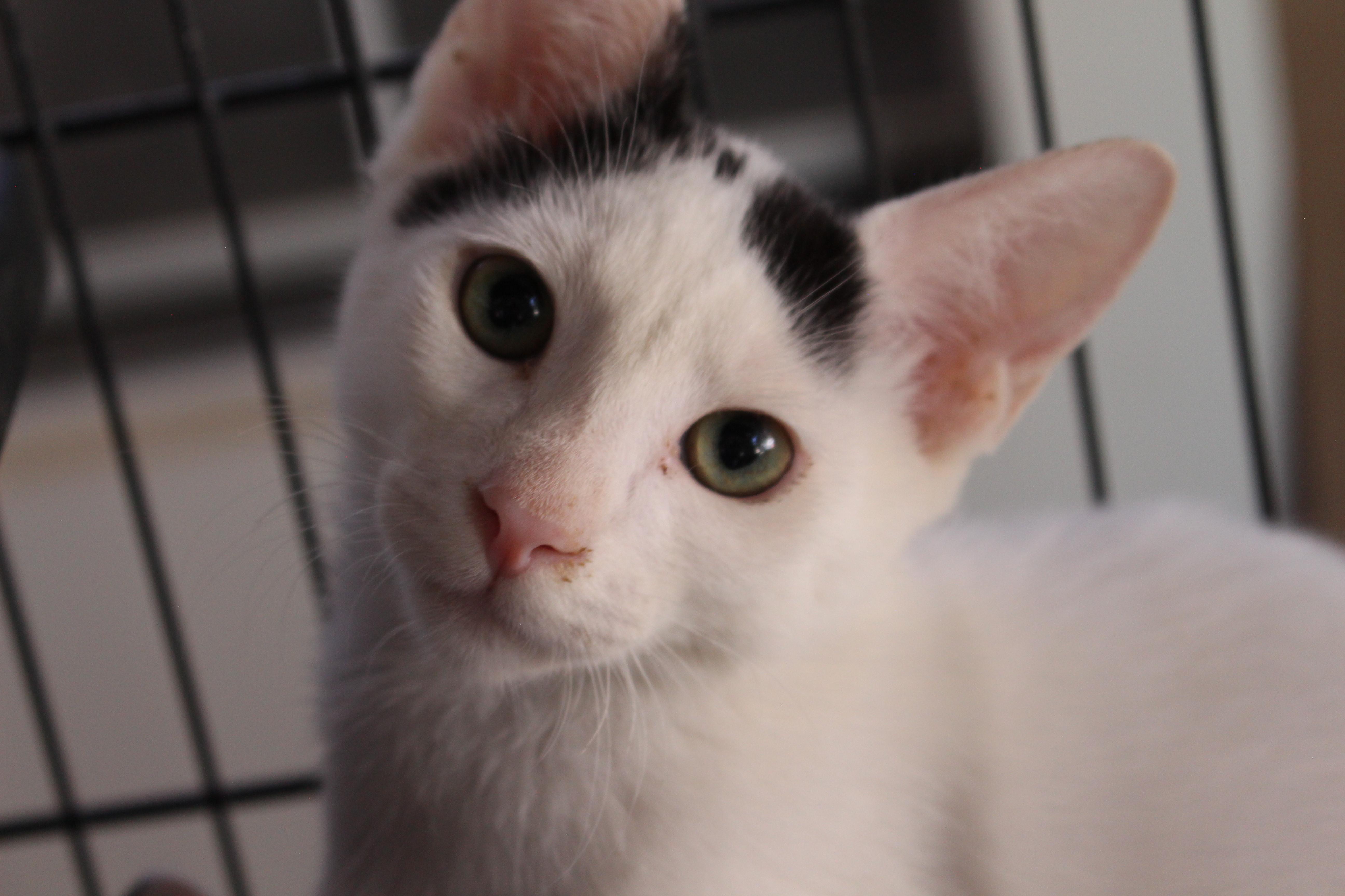 A baby large-sized male White Domestic Short Hair cat named 0429-2624 for adoption in Turlock, CA