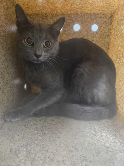 An adult medium-sized female Domestic Short Hair cat named Juice for adoption in Sevierville, TN