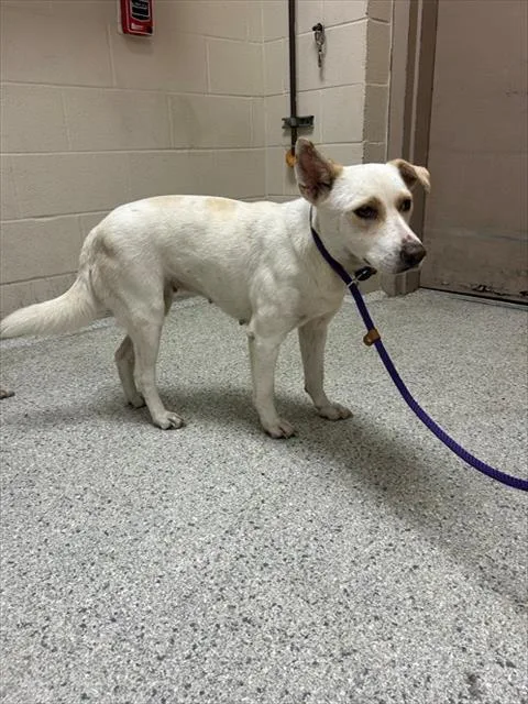 A young medium-sized female Labrador Retriever dog named A for adoption in Conroe, TX