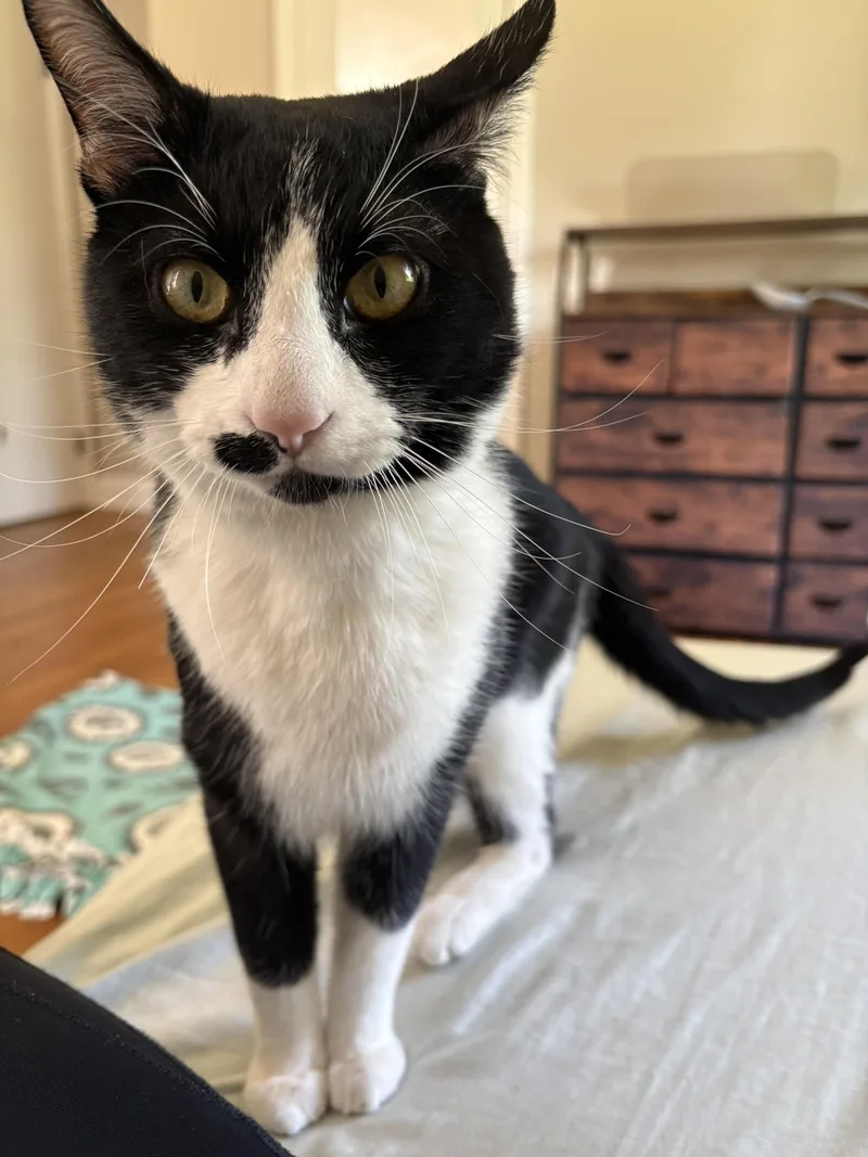 A young medium-sized male Black & White / Tuxedo Domestic Short Hair cat named Sylvester for adoption in Nashville, TN