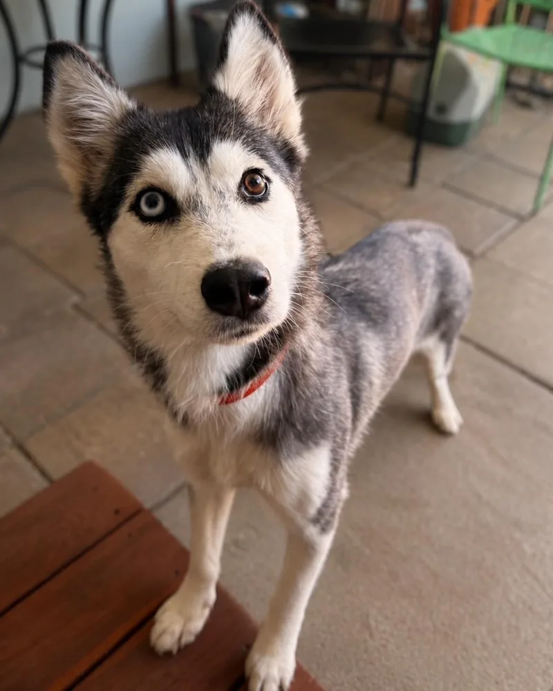 An adult medium-sized female Siberian Husky dog named Miffy for adoption in Walnut Creek, CA