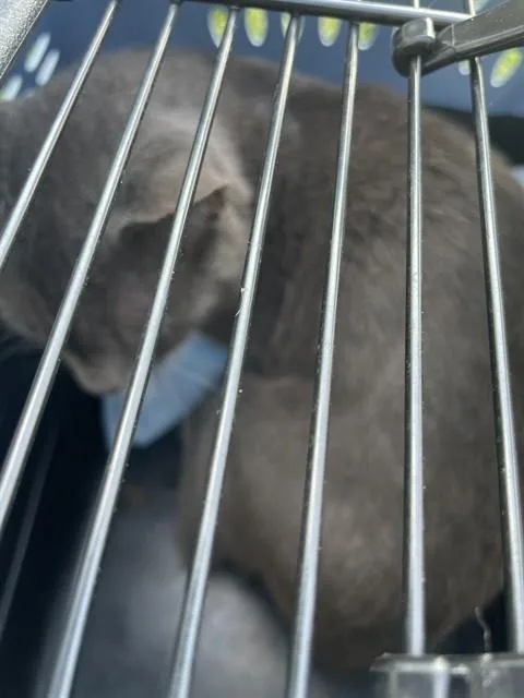 An adult small-sized male Domestic Short Hair cat named Hank for adoption in Westminster, MD