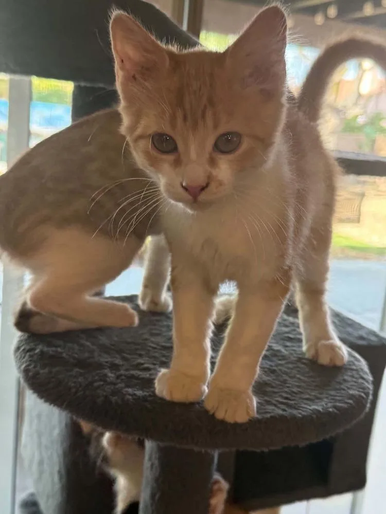 A baby small-sized male Orange & White Domestic Short Hair cat named Hopper for adoption in tucson, AZ