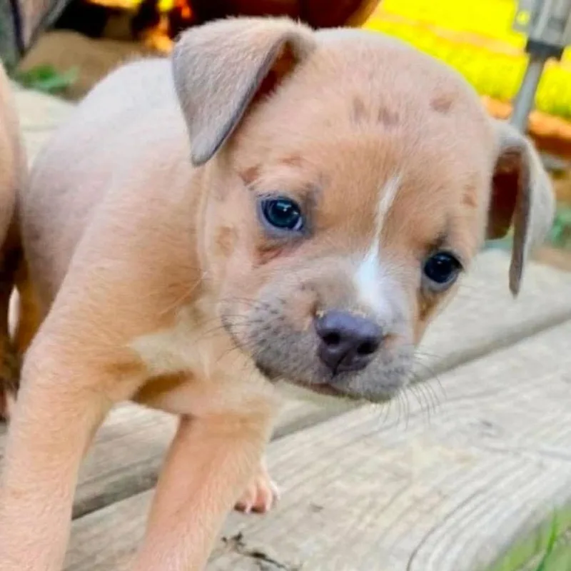 A baby small-sized female Yellow / Tan / Blond / Fawn Boston Terrier dog named Luna for adoption in Wadena, MN