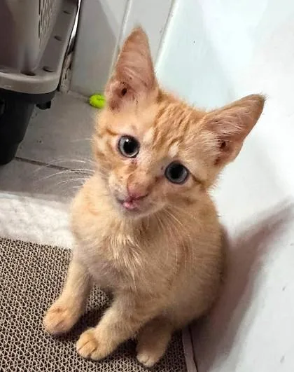 A baby small-sized male Orange / Red Domestic Short Hair cat named Chuckie for adoption in Kansas City, MO