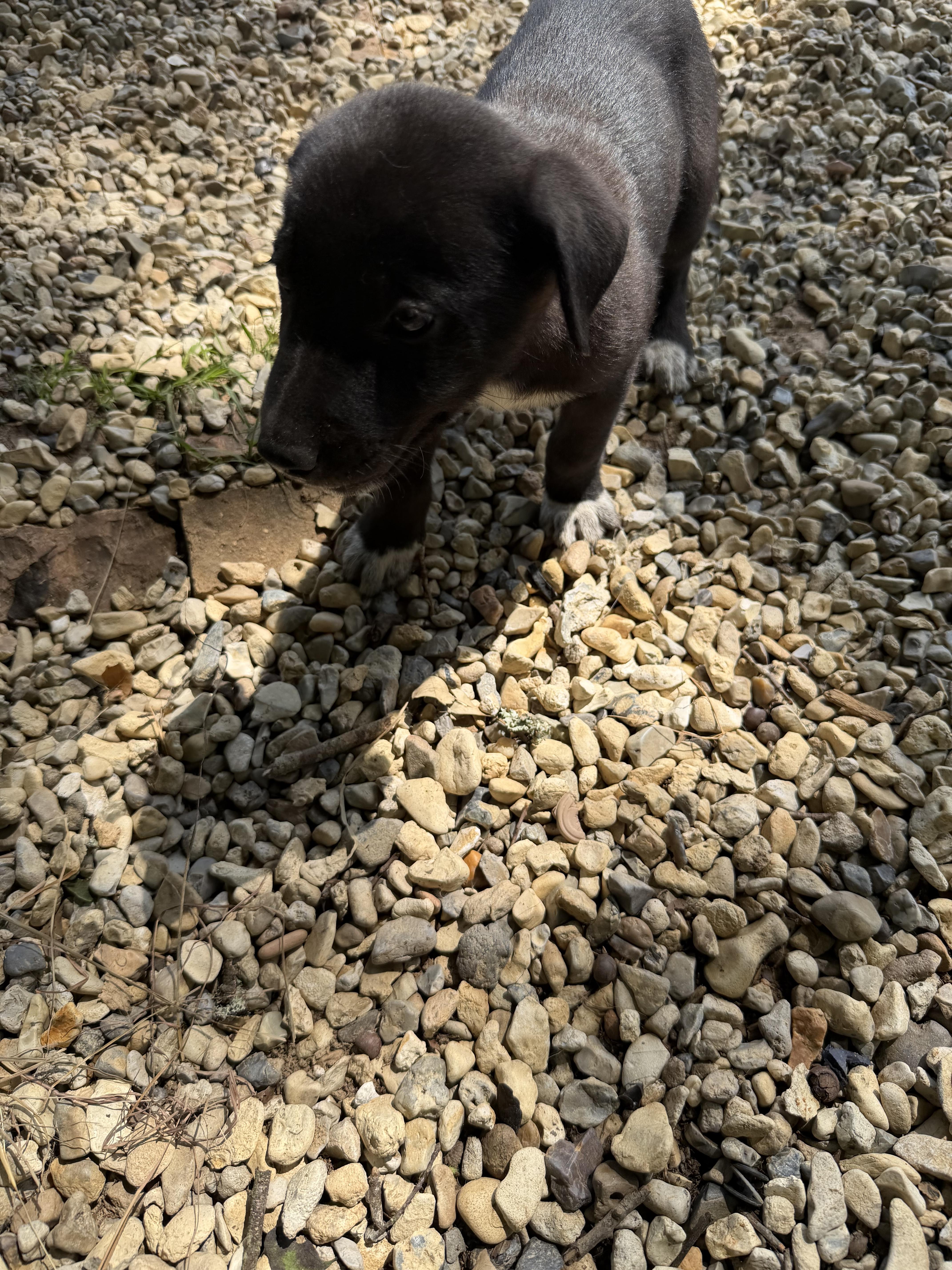 A baby medium-sized male German Shepherd Dog dog named Rudy for adoption in Kiln, MS