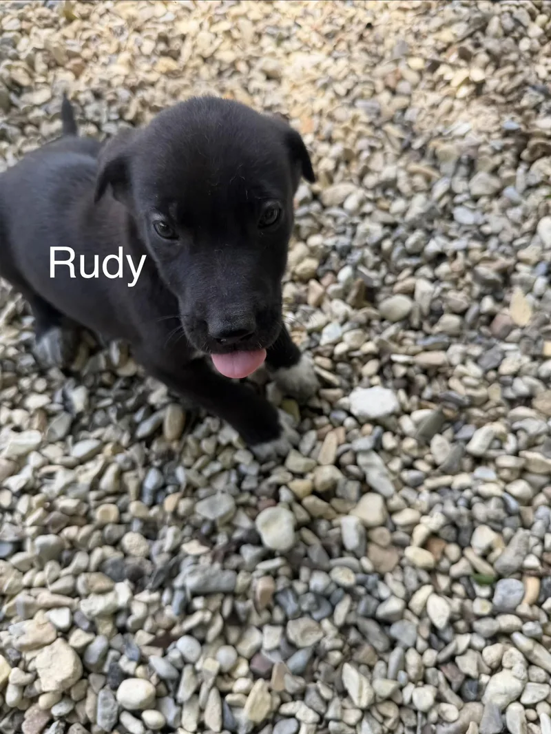 Rudy thumbnail 2