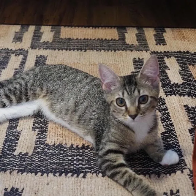 A baby medium-sized female Domestic Short Hair cat named Jill Richmond for adoption in Alexandria, VA