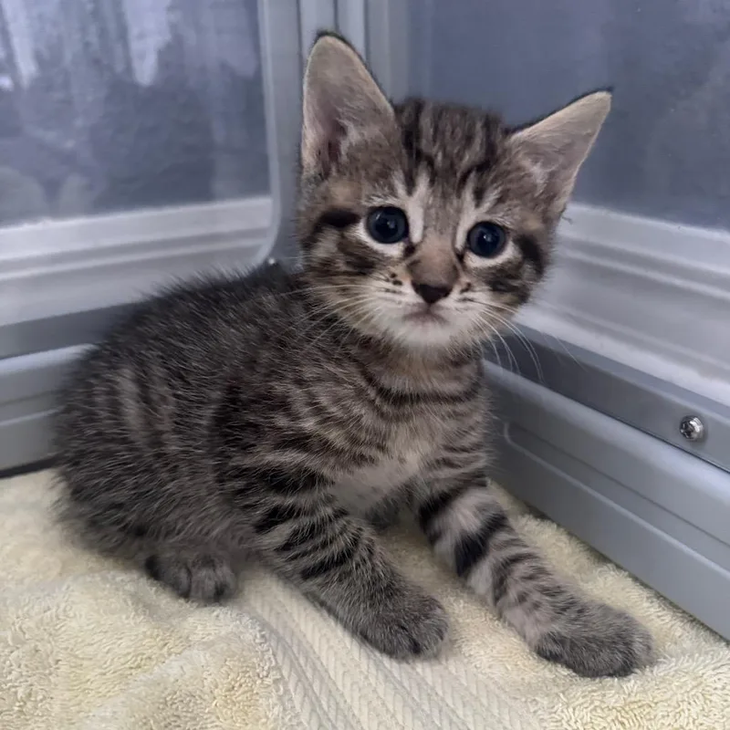 A baby small-sized female Brown / Chocolate Domestic Short Hair cat named Caslon for adoption in Orlando, FL