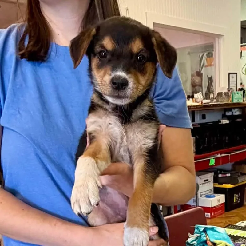 A baby medium-sized female Labrador Retriever dog named Rapunzel for adoption in Semmes, AL