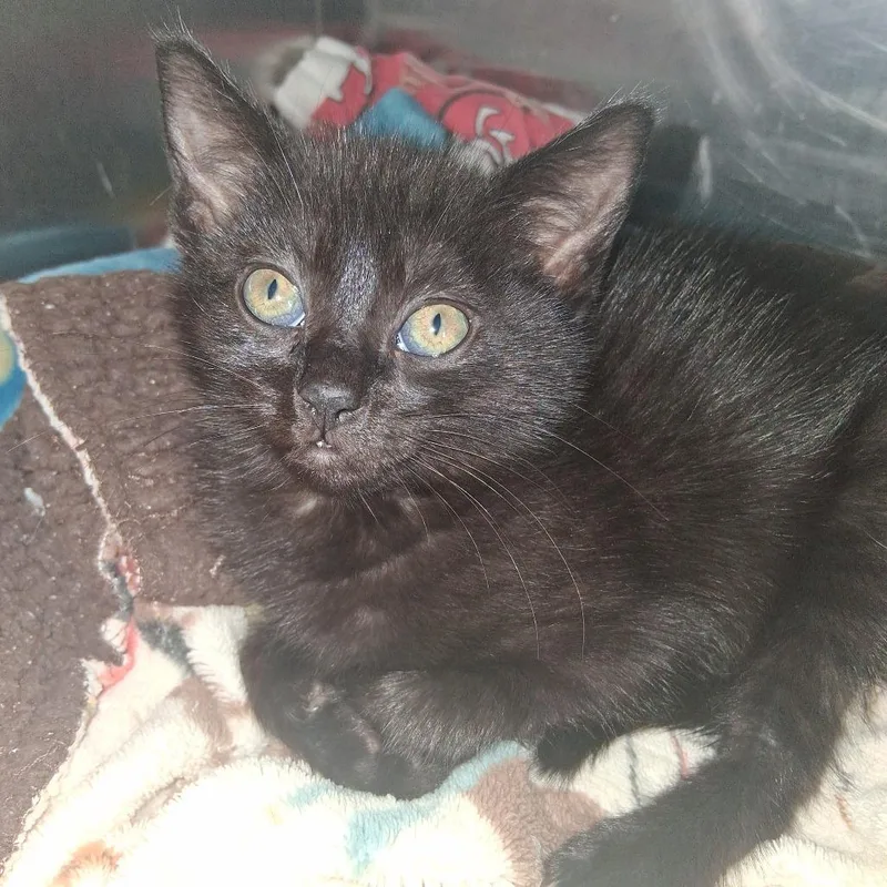 A baby small-sized female Black Domestic Short Hair cat named Mel Jones for adoption in Fort Bragg, CA