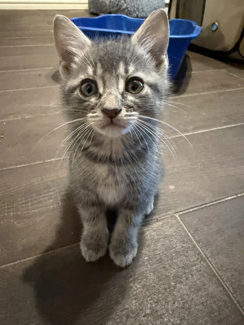 A baby medium-sized male Domestic Short Hair cat named Grover W for adoption in Rosenberg, TX