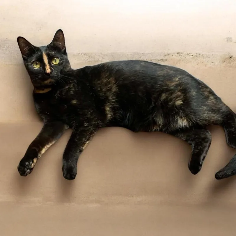 An adult medium-sized female Tortoiseshell Domestic Short Hair cat named Mikayla for adoption in Carmel, IN
