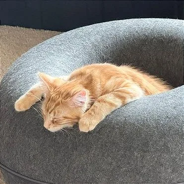 A baby small-sized male Orange / Red Domestic Medium Hair cat named Thumper for adoption in Pleasant Hill, CA