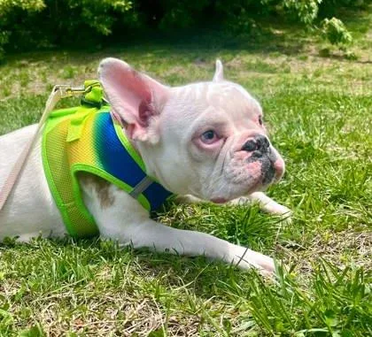 A young medium-sized female White / Cream French Bulldog dog named Brooklyn for adoption in Annapolis, MD