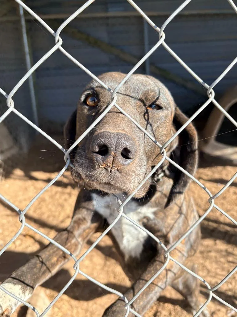 A baby large-sized female Plott Hound dog named Dottie for adoption in Crandon, WI