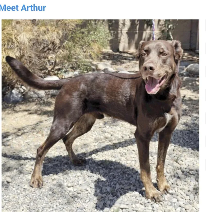 An adult medium-sized male Chocolate Labrador Retriever dog named Arthur for adoption in Salt Lake City, UT