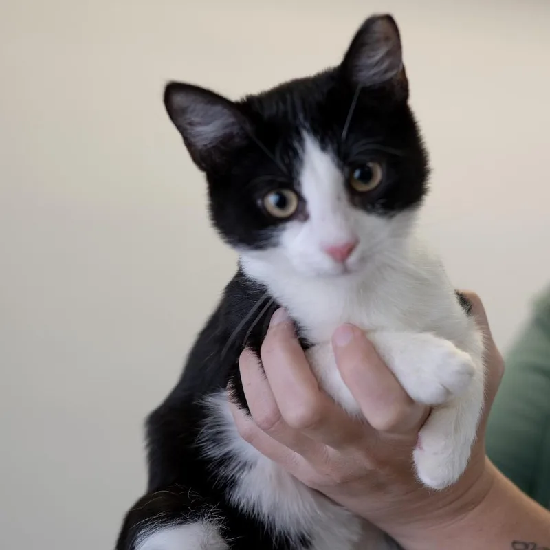 A baby small-sized male Black Domestic Short Hair cat named Potluck  Meet met for adoption in Buffalo, MN