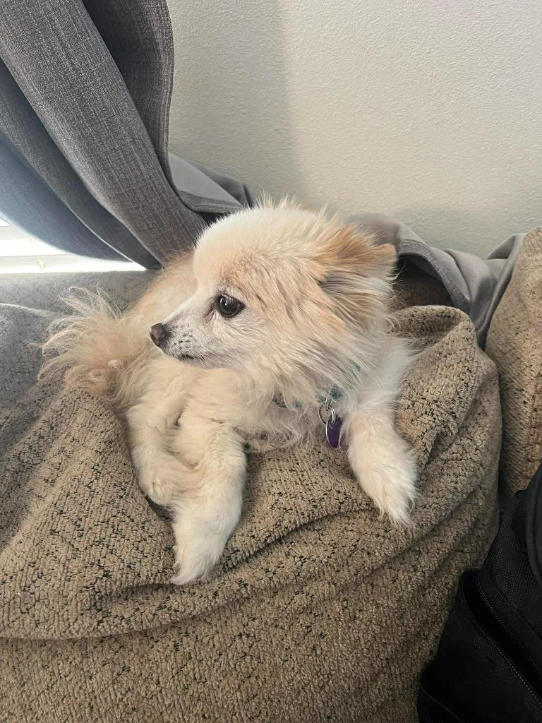 A senior small-sized female Pomeranian dog named Milky for adoption in Salt Lake City, UT
