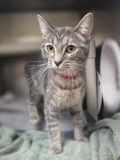 A young medium-sized female Domestic Short Hair cat named Galaxy for adoption in Westland, MI