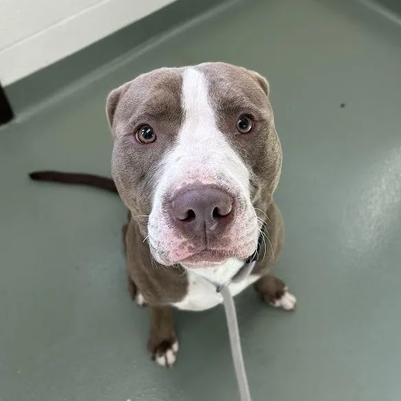 A young medium-sized male Yellow / Tan / Blond / Fawn Pit Bull Terrier dog named Kanin for adoption in Lyndhurst, VA