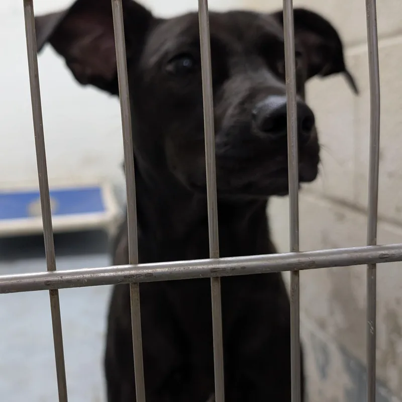 An adult medium-sized female Mixed Breed dog named Looking For Owner for adoption in Ravenna, OH