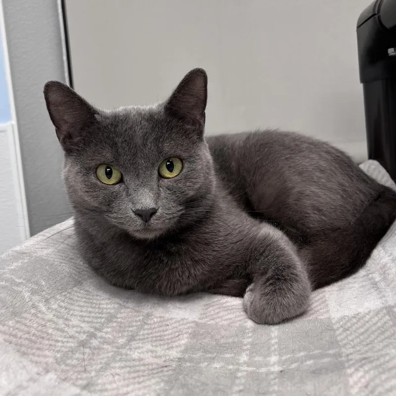 An adult medium-sized female Gray / Blue / Silver Domestic Short Hair cat named Roberta for adoption in Arlington Heights, IL