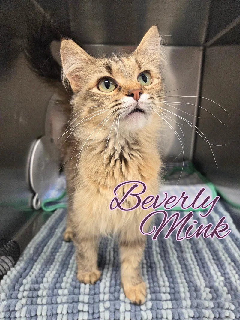 A young medium-sized female Tabby (Buff / Tan / Fawn) Domestic Long Hair cat named Beverly Mink for adoption in Nevada, IA