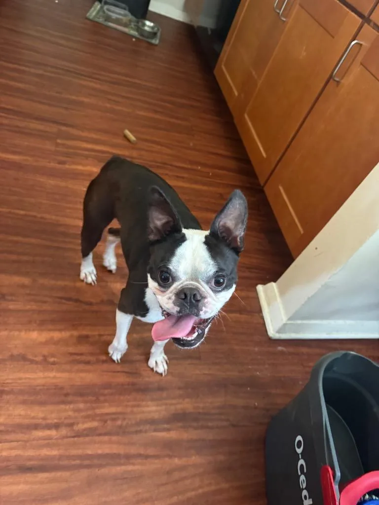 A baby small-sized male Boston Terrier dog named Bo for adoption in St. Augustine, FL