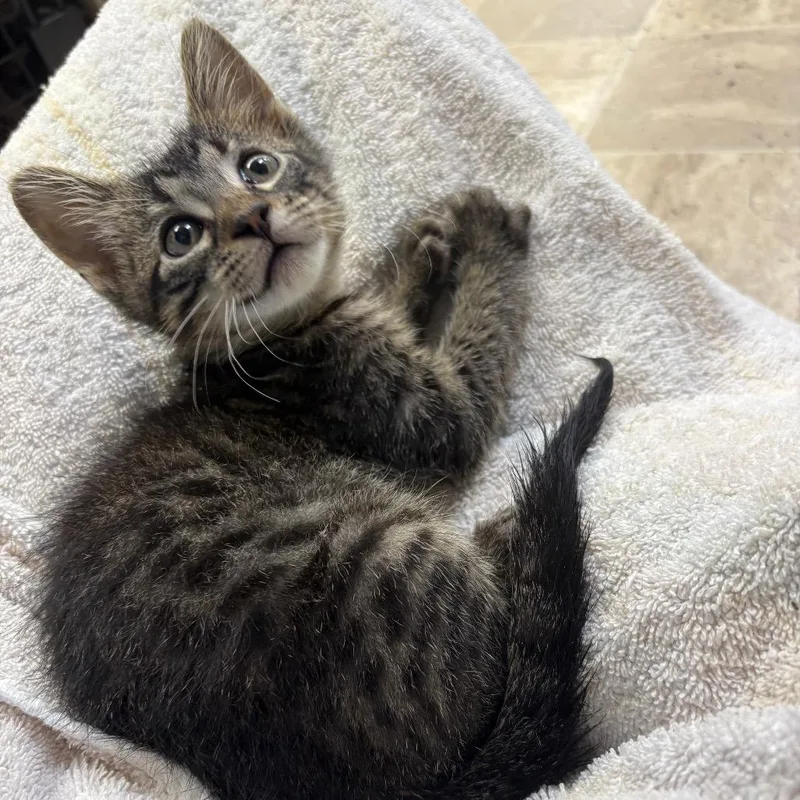 A young large-sized male Brown / Chocolate Domestic Short Hair cat named Ketchup for adoption in Springfield, IL