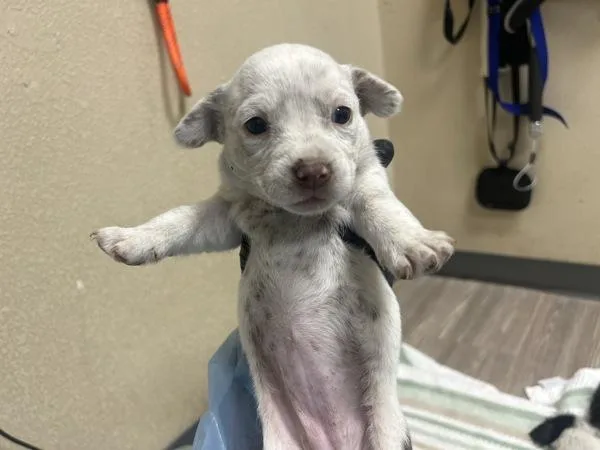 A baby medium-sized female Australian Cattle Dog / Blue Heeler dog named Mantis for adoption in San Diego, CA