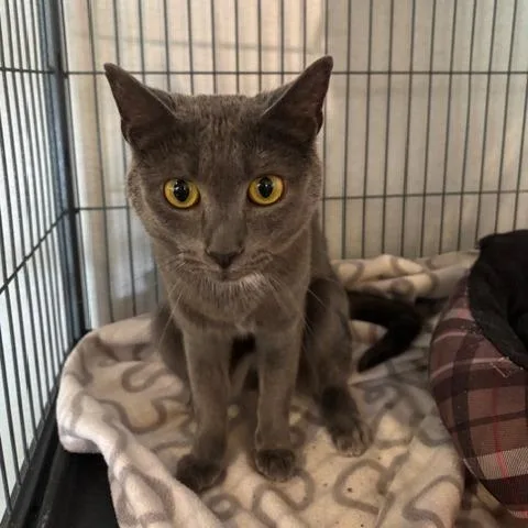 An adult small-sized female Gray / Blue / Silver Domestic Short Hair cat named Charlie G for adoption in Fayetteville, GA