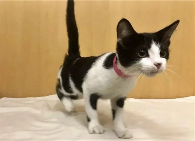 A baby small-sized female Domestic Short Hair cat named Juliette for adoption in Saint Louis, MO