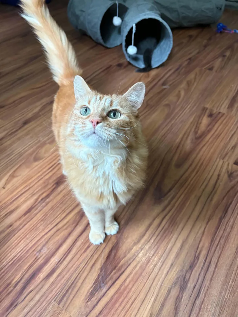 An adult medium-sized male Orange / Red Domestic Short Hair cat named Tabasco for adoption in Ona, WV