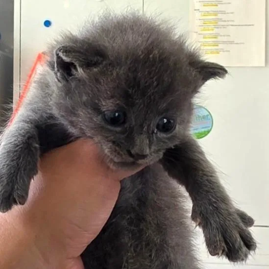A baby small-sized female Gray / Blue / Silver Domestic Short Hair cat named Dijon for adoption in Chapel Hill, NC