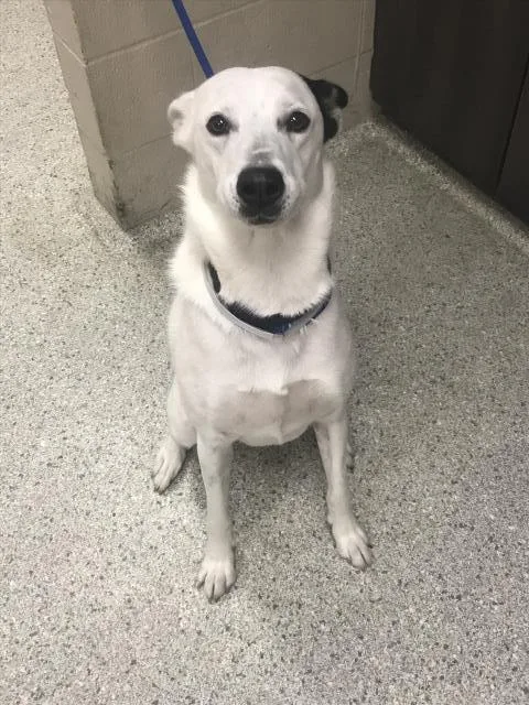 A young medium-sized female Border Collie dog named Lucky for adoption in Conroe, TX