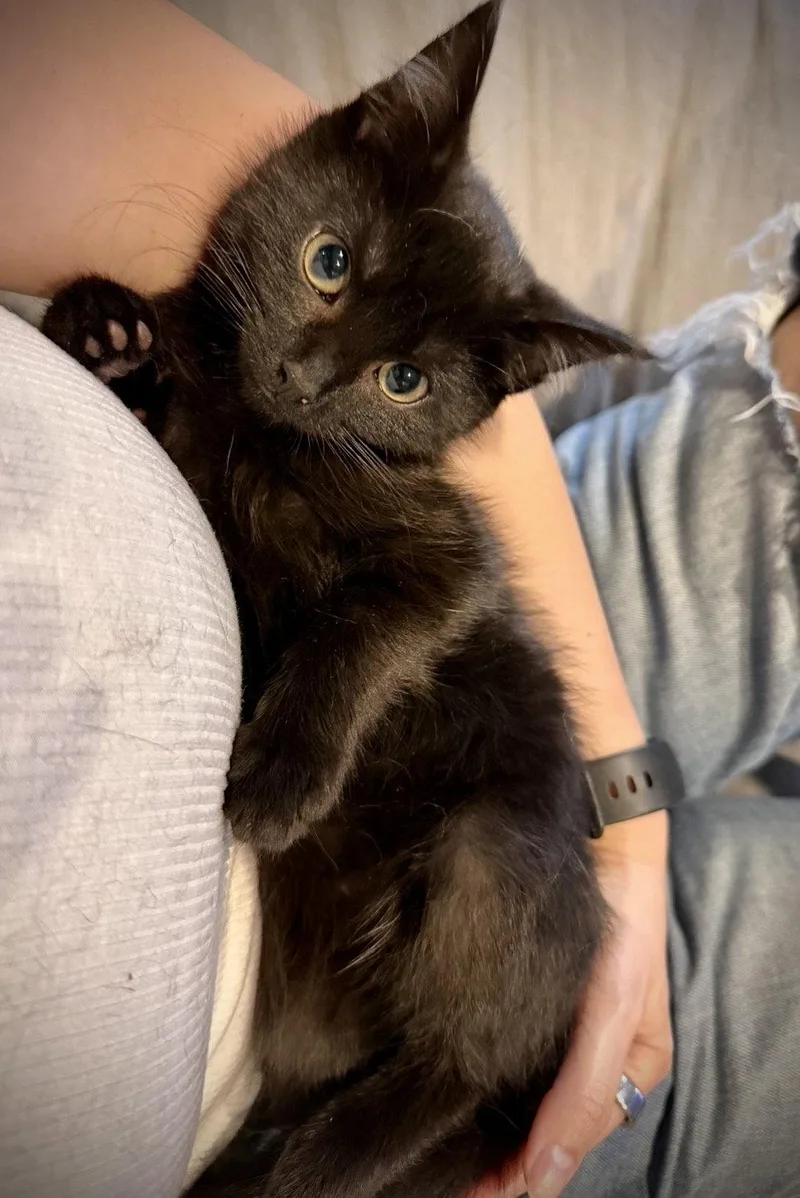A baby medium-sized female Black Domestic Medium Hair cat named Quill for adoption in Brooklyn, NY