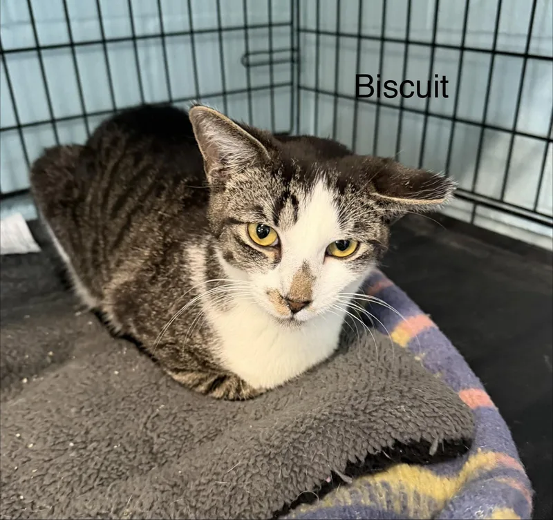 A young medium-sized male Domestic Short Hair cat named Biscuit for adoption in Warren, OH