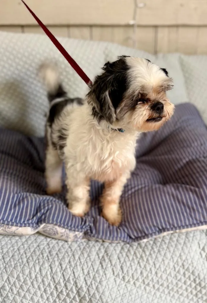 An adult small-sized male Shih Tzu dog named Duke for adoption in Fort Worth, TX