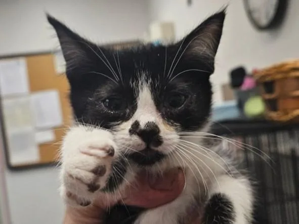 A baby small-sized female Domestic Short Hair cat named Quantas for adoption in Van Nuys, CA