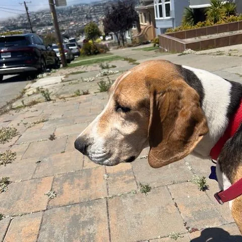 An adult large-sized female Black Hound dog named Addy for adoption in San Francisco, CA