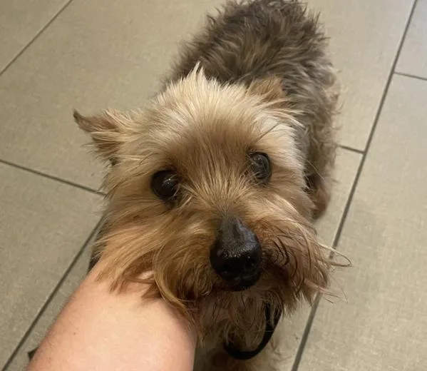 A senior small-sized male Yorkshire Terrier dog named Shy for adoption in El Cajon, CA